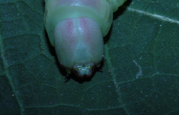 Figura 14. Cabeza en posición frontal de <i>Pachylia</i> darcetaDHJ02 (Sphingidae). Sector Pitilla,  Sendero Naciente. Voucher 14-SRNP-30517-DHJ720685.jpg.