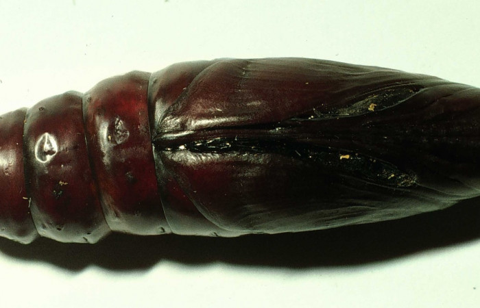 Figura 15. Pupa en posición ventral entero de <i>Pachylia darceta</i> (Sphingidae). Sector Cacao,  SQuebrada Florcita. Voucher 98-SRNP-3241-DHJ44756.jpg.