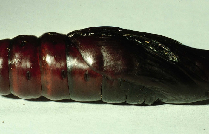 Figura 16. Pupa en posición lateral entero de <i>Pachylia darceta</i> (Sphingidae). Sector Cacao,  Quebrada Florcita. Voucher 98-SRNP-3241-DHJ44757.jpg.