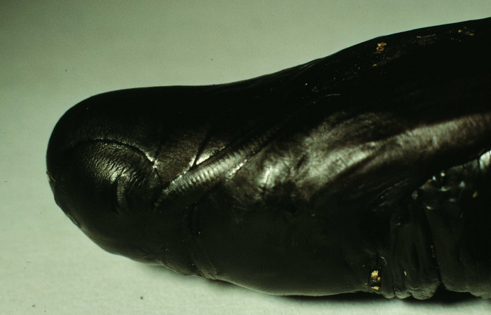 Figura 17. Pupa en posición lateral thorax de <i>Pachylia darceta[/I] (Sphingidae). Sector Cacao,  Quebrada Florcita. Voucher 98-SRNP-3241-DHJ44761.jpg.