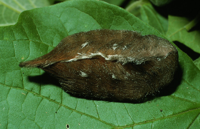 Figura 33. Larva <i>Megalopyge</i> Janzen03 (Megalopygidae), último estadío (U) vista dorsal, localidad Bosque San Emilio, Sector Santa Rosa ACG (300m). Voucher: 03-SRNP-14524-DHJ76382.jpg.