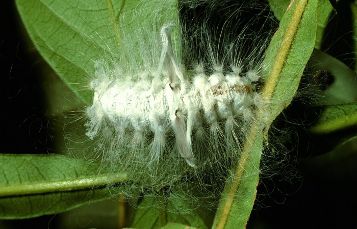 Figura 32. Larva <i>Megalopyge</i> Janzen06 (Megalopygidae), último estadío (U) vista dorsal, localidad Quebrada Megalopyge, Sector Santa Elena ACG (20m). Voucher: 03-SRNP-378-DHJ71606.jpg.