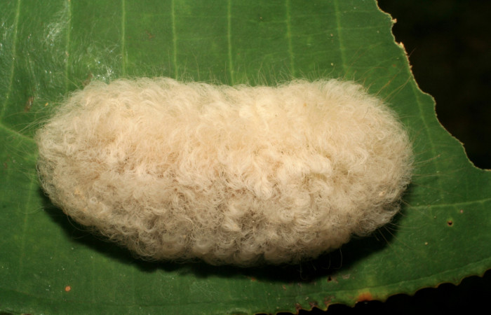 Figura 35. Larva <i>Megalopyge hina</i> (Megalopygidae), último estadío (U) vista dorsal, localidad Pasmompa, Sector Pitilla ACG (440m). Voucher: 06-SRNP-33102-DHJ416085.jpg.