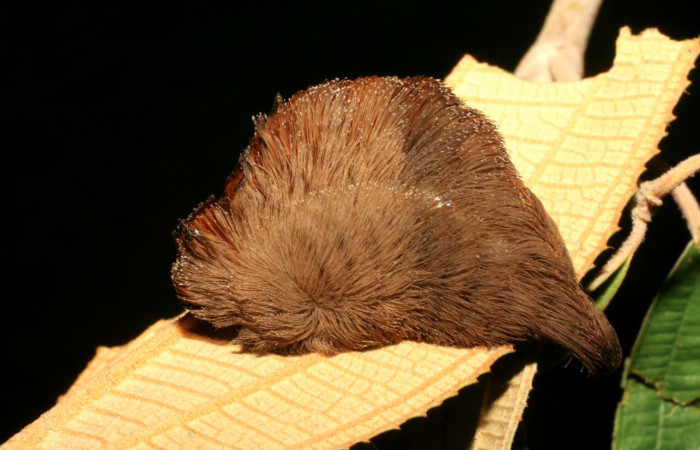 Figura 24. Larva <i>Megalopyge</i> dyariDHJ04 (Megalopygidae), último estadío (U) vista lateral, localidad Amonias, Sector Pitilla ACG (390m). Voucher: 07-SRNP-32672-DHJ426937.jpg.