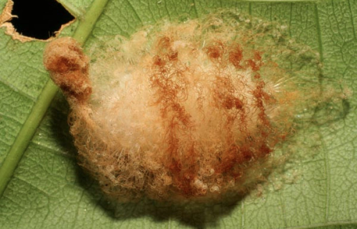 Figura 16. Larva <i>Megalopyge</i> dyariDHJ02 (Megalopygidae), penúltimo estadío (PU) vista dorsal, localidad San Lucas, Sector Rincón Rain Forest ACG (320m). Voucher: 07-SRNP-40171-DHJ418948.jpg.