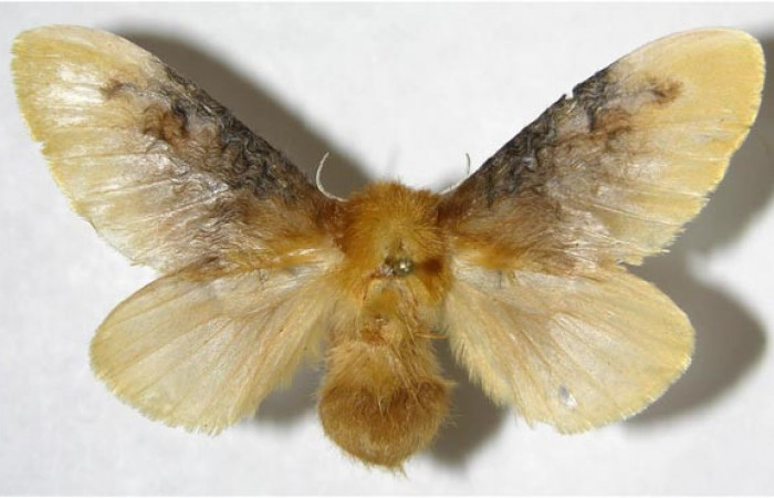 Figura 29. Adulto de <i>Megalopyge</i> dyariDHJ05 (Megalopygidae), vista dorsal, localidad Estación Caribe, Sector Rincón Rain Forest ACG (415m). Voucher: 07-SRNP-41930-DHJ381014.jpg.