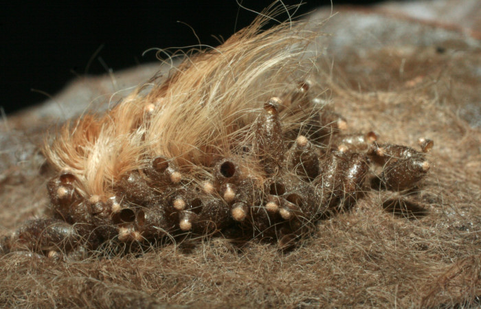 Figura 8. Restos de capullos de parásitos <i>Meteorus rubens</i> (Braconidae) que ataca <i>Megalopyge dyari</i> (Megalopygidae), localidad Río Blanco Abajo, Sector San Cristóbal ACG (500m). Voucher: 08-SRNP-136-DHJ453061.jpg.