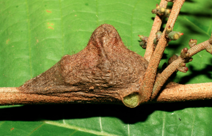 Figura 6. Capullo de <i>Megalopyge dyari</i> (Megalopygidae), vista lateral, localidad Estación Biològica Quica, Sector Pitilla ACG (470m). Voucher: 08-SRNP-72319-DHJ447233.jpg.