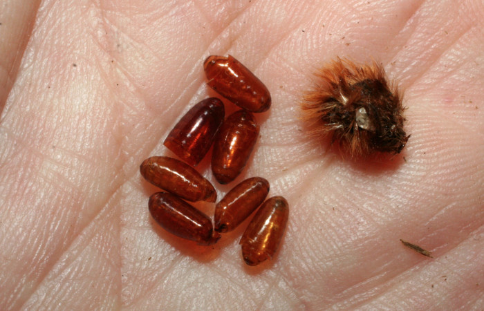 Figura 12. Restos de pupario de parásitos <i>Carcelia</i> Wood07 (Tachinidae) que ataca <i>Megalopyge dyari</i> (Megalopygidae), localidad Sendero Manguera Estación Biológica Quica, Sector Pitilla ACG (470m). Voucher: 08-SRNP-72532-DHJ462829.jpg.