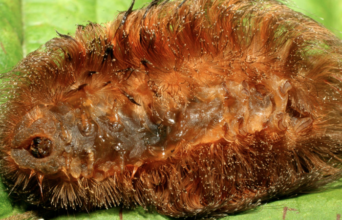 Figura 9. Larva <i>Megalopyge dyari</i> (Megalopygidae) parasitada por <i>Uramya lativittata</i> (Tachinidae), vista ventral, localidad Estación Biológica Quica, Sector Pitilla ACG (470m). Voucher: 09-SRNP-30931-DHJ458367.jpg.