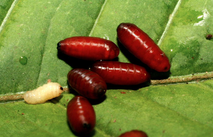 Figura 10. Puparios de parásitos <i>Uramya lativittata</i> (Tachinidae) que ataca <i>Megalopyge dyari</i> (Megalopygidae), vista dorsal, localidad Estación Biológica Quica, Sector Pitilla ACG (470m). Voucher: 09-SRNP-30931-DHJ458369.jpg.