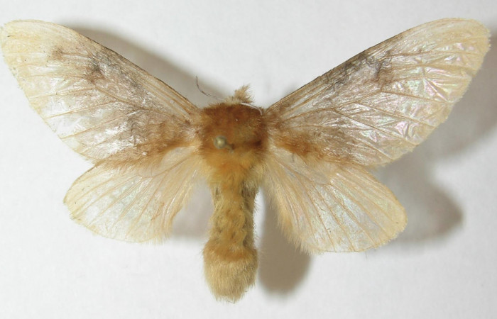 Figura 17. Adulto de <i>Megalopyge</i> dyariDHJ02 (Megalopygidae), vista dorsal, localidad Selva, Sector Rincón Rain Forest ACG (410m). Voucher: 10-SRNP-69651-DHJ538654.jpg.