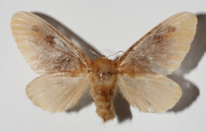 Figura 21. Adulto de <i>Megalopyge</i> dyariDHJ03 (Megalopygidae), vista dorsal, localidad Area Administrativa, Sector Santa Rosa ACG (295m). Voucher: 12-SRNP-13171-DHJ909328.jpg.