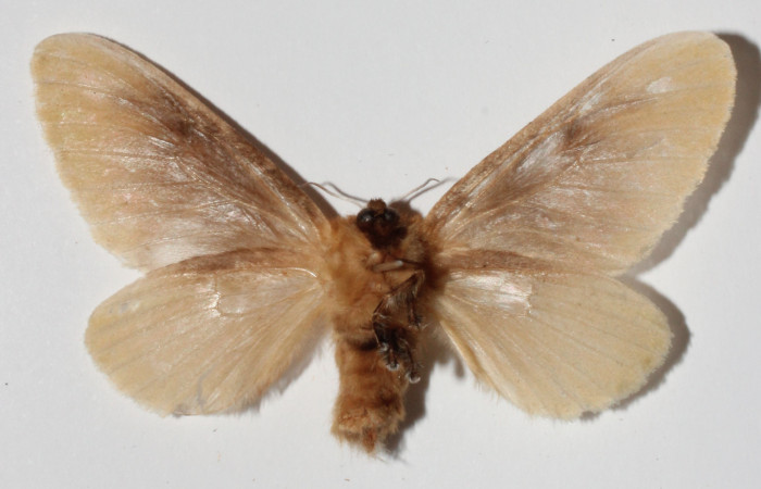 Figura 22. Adulto de <i>Megalopyge</i> dyariDHJ03 (Megalopygidae), vista ventral, localidad Area Administrativa, Sector Santa Rosa ACG (295m). Voucher: 12-SRNP-13171-DHJ909329.jpg.