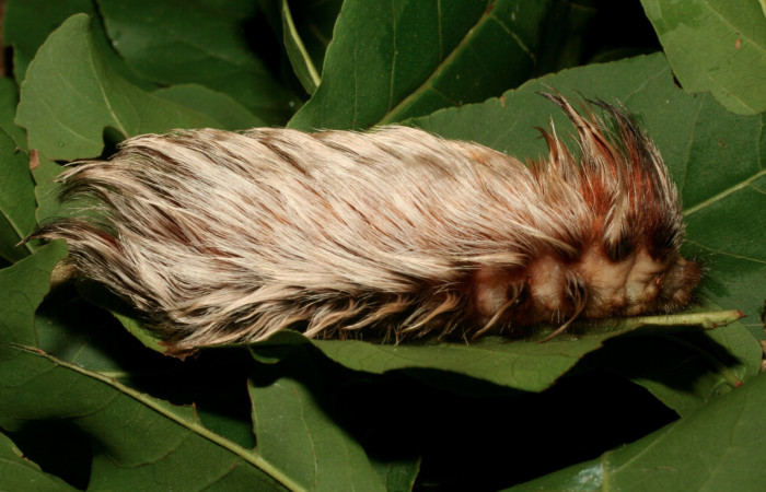 Figura 37. Larva <i>Megalopyge podalia</i> (Megalopygidae), último estadío (U) vista lateral, localidad Vado Ocotea, Sector Mundo Nuevo ACG (565m). Voucher: 12-SRNP-55940-DHJ491970.jpg.