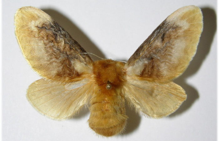 Figura 7. Adulto de <i>Megalopyge dyari</i> (Megalopygidae), hembra vista dorsal, localidad Luces, Sector Santa Rosa ACG (300m). Voucher: 79-SRNP-292-DHJ335660.jpg.