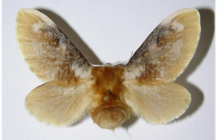 Figura 13. Adulto de <i>Megalopyge</i> dyariDHJ01 (Megalopygidae), hembra vista dorsal, localidad Bosque San Emilio, Sector Santa Rosa ACG (300m). Voucher: 90-SRNP-1393-DHJ335662.jpg.