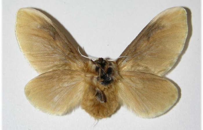 Figura 14. Adulto de <i>Megalopyge</i> dyariDHJ01 (Megalopygidae), hembra vista ventral, localidad Bosque San Emilio, Sector Santa Rosa ACG (300m). Voucher: 90-SRNP-1393-DHJ335663.jpg.