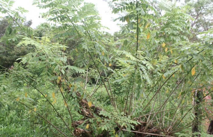 Figura 39. Planta hospedera de <i>Megalopyge dyari</i> (Megalopygidae), planta llamada <i>Gliricidia sepium</i> (Fabaceae), localidad Estación Biológica Quica Sector Pitilla ACG (470m), foto: Ricardo Calero 28 Octubre 2020.