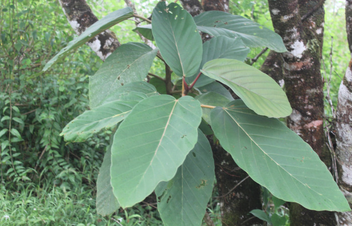 Figura 38. Planta hospedera de <i>Megalopyge dyari</i> (Megalopygidae), planta llamada <i>Coussapoa nymphaeifolia</i> (Urticaceae), localidad Estación Biológica Quica Sector Pitilla ACG (470m), foto: Ricardo Calero 28 Octubre 2020.