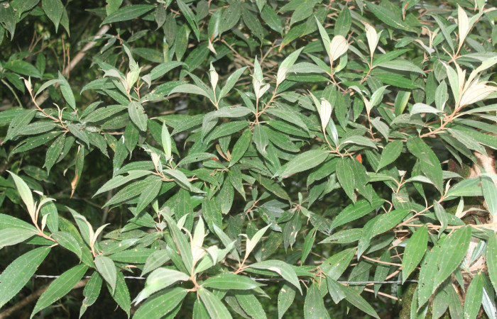 Figura 40. Planta hospedera de <i>Megalopyge dyari</i> (Megalopygidae), planta llamada <i>Conostegia xalapensis</i> (Melastomataceae), localidad Estación Biológica Quica Sector Pitilla ACG (470m), foto: Ricardo Calero 28 Octubre 2020.