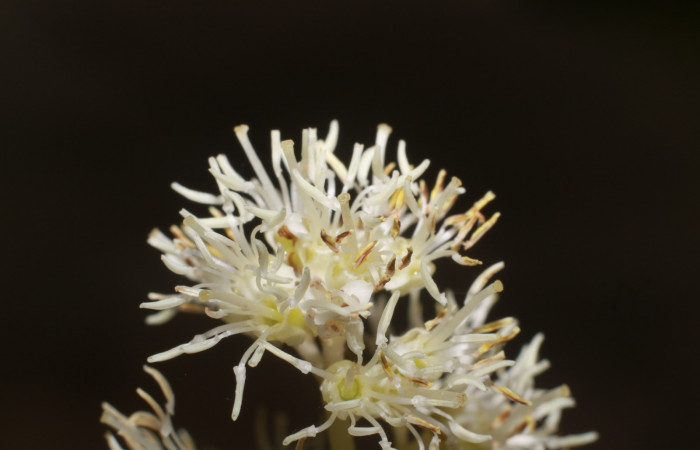 Figura. 12 Flores en racimos, <i>Miconia Affinis</i>, (Melastomataceae). Area de Conservación Guanacaste, Sector Rincón Rain Forest, Estación Leiva, Cafecito, (elevación 410 metros). Colectada el 19 mayo 2020. Foto, Jorge Hernández.