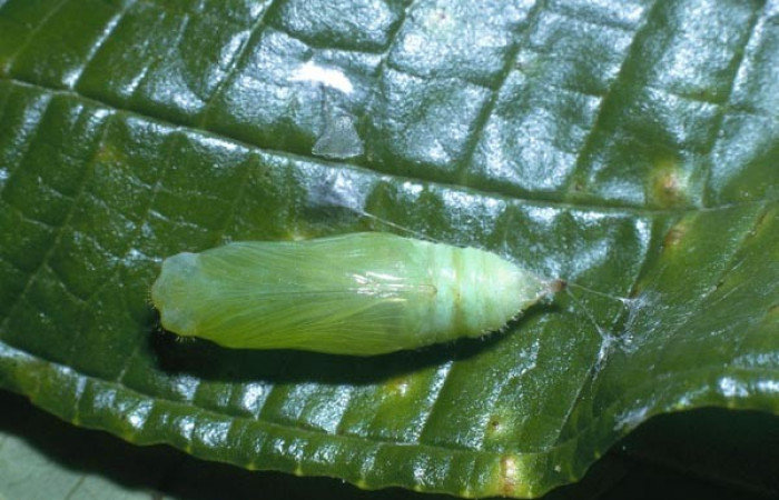 Figura. 14 Pupa <i>Tosta platypterus</i> (Hesperiidae), posición dorsal entero. (04-SRNP-40791-DHJ83214.jpg).