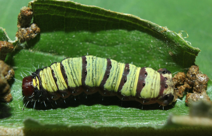 Figura. 16 Larva <i>Druentica inscita</i> (Mimallonidae), posición dorsal entero, alimentándose en <i>Miconia affinis</i>, (Melastomataceae). (15-SRNP-71088-DHJ727572.jpg).