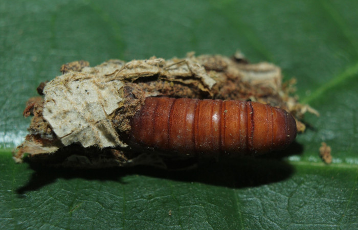 Figura. 17 Pupa <i>Druentica inscita</i> (Mimallonidae), posición dorsal. (16-SRNP-71088-DHJ727706.jpg).