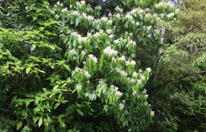 Figura. 1 Habitad, <i>Miconia Affinis</i>, (Melastomataceae). Area de Conservación Guanacaste, Sector Rincón Rain Forest, Estación Leiva, Cafecito, (elevación 410 metros). Colectada el 19 mayo 2020. Foto, Jorge Hernández.