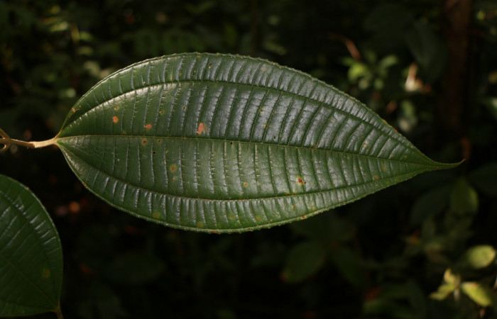 Figura. 3 Hojas haz, <i>Miconia Affinis</i>, (Melastomataceae). Area de Conservación Guanacaste, Sector Rincón Rain Forest, Estación Leiva, Cafecito, (elevación 410 metros). Colectada el 19 mayo 2020. Foto, Jorge Hernández.