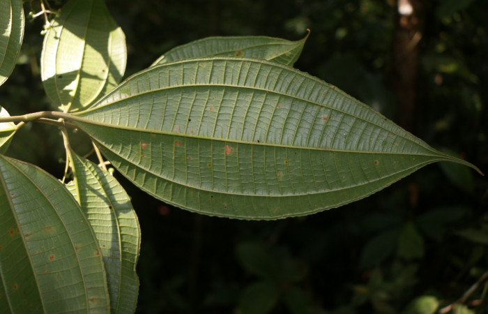 Figura. 4 Hojas envés, <i>Miconia Affinis</i>, (Melastomataceae). Area de Conservación Guanacaste, Sector Rincón Rain Forest, Estación Leiva, Cafecito, (elevación 410 metros). Colectada el 19 mayo 2020. Foto, Jorge Hernández.