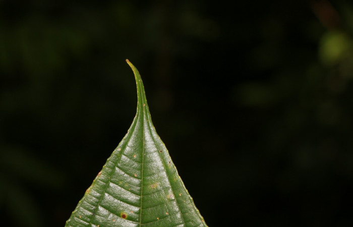 Figura. 6 Hojas ápice, <i>Miconia Affinis</i>, (Melastomataceae). Area de Conservación Guanacaste, Sector Rincón Rain Forest, Estación Leiva, Cafecito, (elevación 410 metros). Colectada el 19 mayo 2020. Foto, Jorge Hernández.