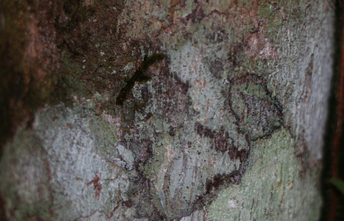 Figura. 7 Corteza, <i>Miconia Affinis</i>, (Melastomataceae). Area de Conservación Guanacaste, Sector Rincón Rain Forest, Estación Leiva, Cafecito, (elevación 410 metros). Colectada el 19 mayo 2020. Foto, Jorge Hernández.