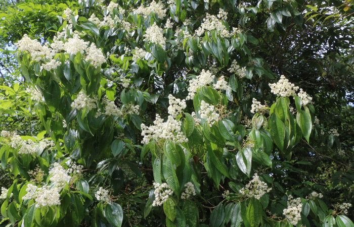 Figura. 8 Flores en ramas, <i>Miconia Affinis</i>, (Melastomataceae). Area de Conservación Guanacaste, Sector Rincón Rain Forest, Estación Leiva, Cafecito, (elevación 410 metros). Colectada el 19 mayo 2020. Foto, Jorge Hernández.