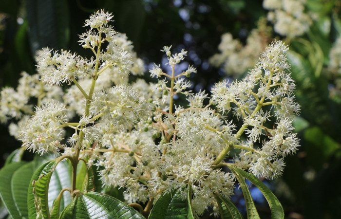 Figura. 9 Flores en ramas, <i>Miconia Affinis</i>, (Melastomataceae). Area de Conservación Guanacaste, Sector Rincón Rain Forest, Estación Leiva, Cafecito, (elevación 410 metros). Colectada el 19 mayo 2020. Foto, Jorge Hernández.
