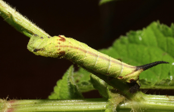Figura 2. <i>Lintneria merops</i> (Sphingidae) último estadio, posición dorsal, Sector San Cristóbal, Tajo Angeles. Voucher 18-SRNP-2041-DHJ705603.jpg.