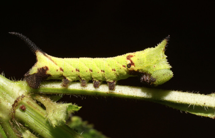 Figura 1. <i>Lintneria merops</i> (Sphingidae) último estadio, posición lateral, Sector San Cristóbal, Tajo Angeles. Voucher 18-SRNP-2041-DHJ705606.jpg.
