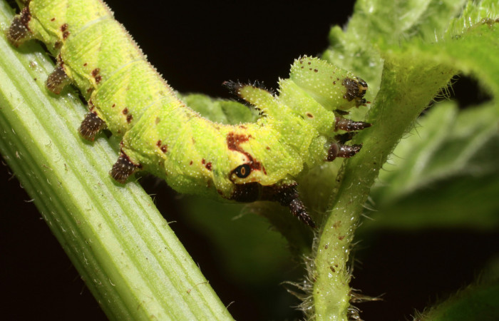 Figura 4. <i>Lintneria merops</i> (Sphingidae) último estadio, posición lateral, Sector San Cristóbal, Tajo Angeles. Voucher 18-SRNP-2041-DHJ705610.jpg.
