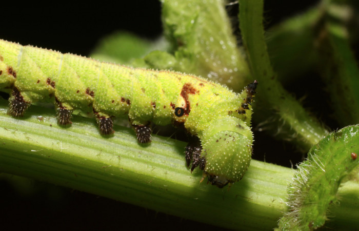 Figura 3. <i>Lintneria merops</i> (Sphingidae) último estadio, posición lateral frontal, Sector San Cristóbal, Tajo Angeles. Voucher 18-SRNP-2041-DHJ705612.jpg.