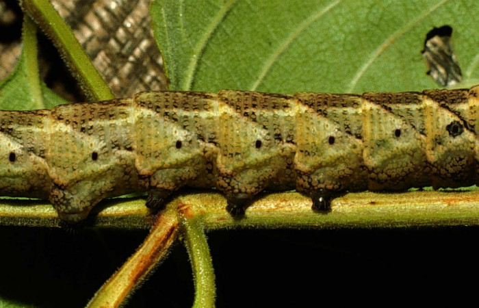Figura 6. <i>Lintneria</i> meropsDHJ02 (Sphingidae) último estadio, posición dorsal, Sector Santa Rosa, Potrero Batalla. Voucher 98-SRNP-10438-DHJ47010.jpg.