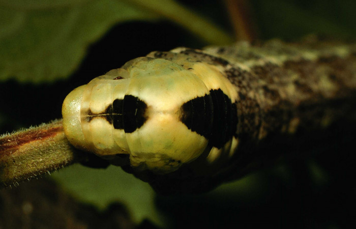 Figura 8. <i>Lintneria</i> meropsDHJ02 (Sphingidae) último estadio, posición frontal, Sector Santa Rosa, Potrero Batalla. Voucher 98-SRNP-10438-DHJ47012.jpg.
