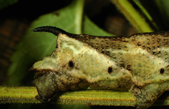 Figura 7. <i>Lintneria</i> meropsDHJ02 (Sphingidae) último estadio, posición trasera, Sector Santa Rosa, Potrero Batalla. Voucher 98-SRNP-10438-DHJ47018.jpg.