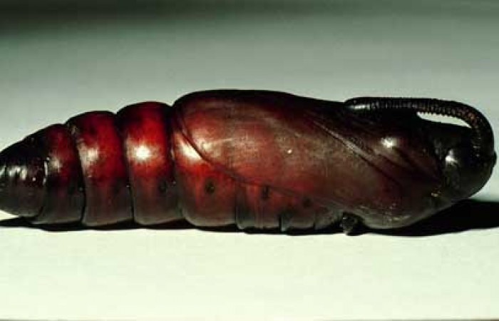 Figura 9. Pupa de <i>Lintneria merops</i> (Sphingidae) último estadio, posición lateral, Sector Santa Rosa, Potrero Batalla. Voucher 98-SRNP-10439-DHJ47026.jpg.
