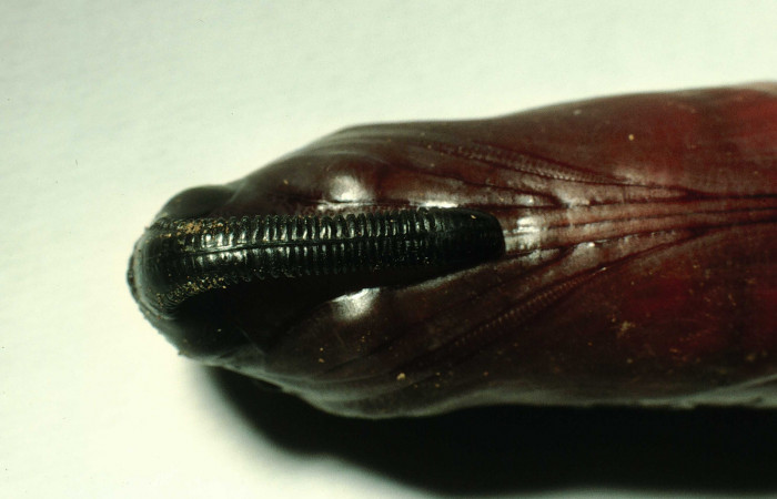 Figura 10. Pupa de <i>Lintneria merops</i> (Sphingidae) último estadio, posición ventral, Sector Santa Rosa, Potrero Batalla. Voucher 98-SRNP-10439-DHJ47034.jpg.