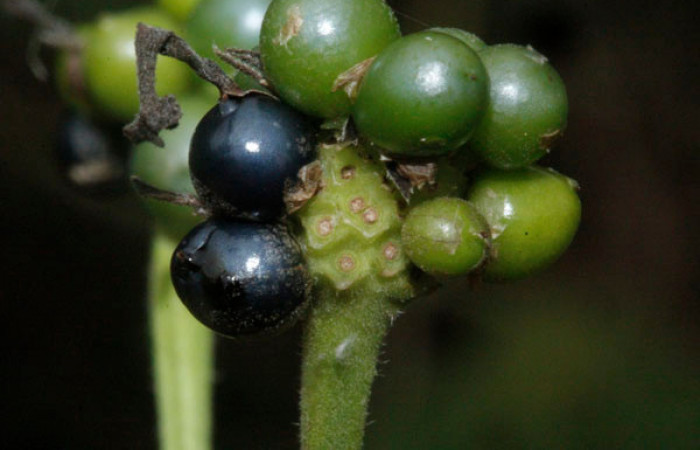 Figura 15. Fruto de Planta Hospedera (Verbenaceae) <i>Lantana camara</i> de <i>Lintneria merops</i> (Sphingidae). Quebrada Garcia. Foto. Gloria Sihezar. Noviembre 2020.
