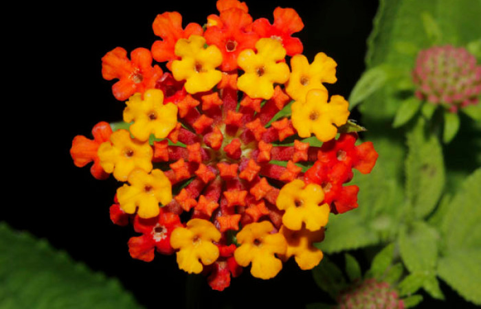 Figura 14. Flor de Planta Hospedera (Verbenaceae) <i>Lantana camara</i> de <i>Lintneria merops</i> (Sphingidae). Quebrada Garcia. Foto. Gloria Sihezar. Noviembre 2020.
