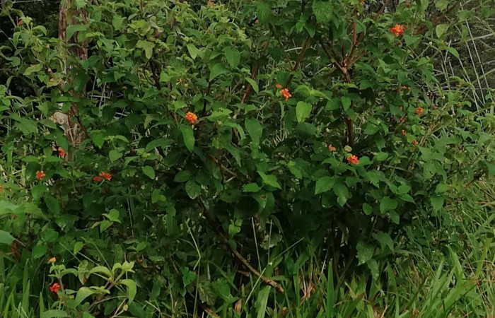 Figura 13. Planta Hospedera (Verbenaceae) <i>Lantana camara</i> de <i>Lintneria merops</i> (Sphingidae). Quebrada Garcia. Foto. Gloria Sihezar. Noviembre 2020.
