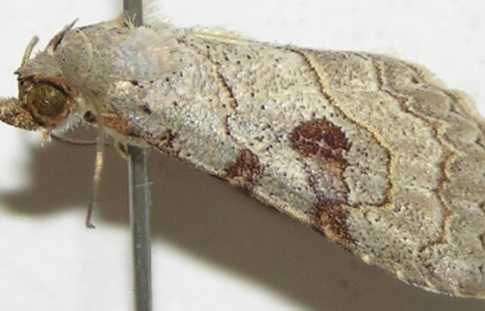 Fig.1 Adulto <i>Antiblemma</i> Poole31  parte lateral mostrando característica de la familia  Erebidae.  Voucher: 08-SRNP-30523-DHJ397631.jpg