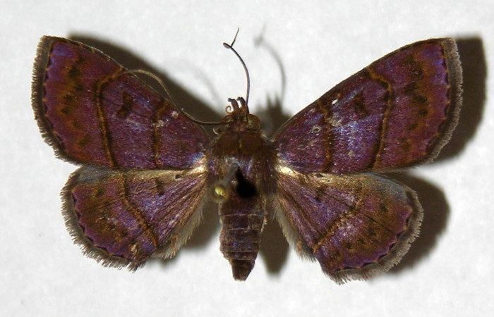 Fig.6  Adulto <i>Antiblemma herilis</i>  presentando comparación entre especies, vista dorsal. Hembra. Voucher: 04-SRNP-55284-DHJ322114.jpg